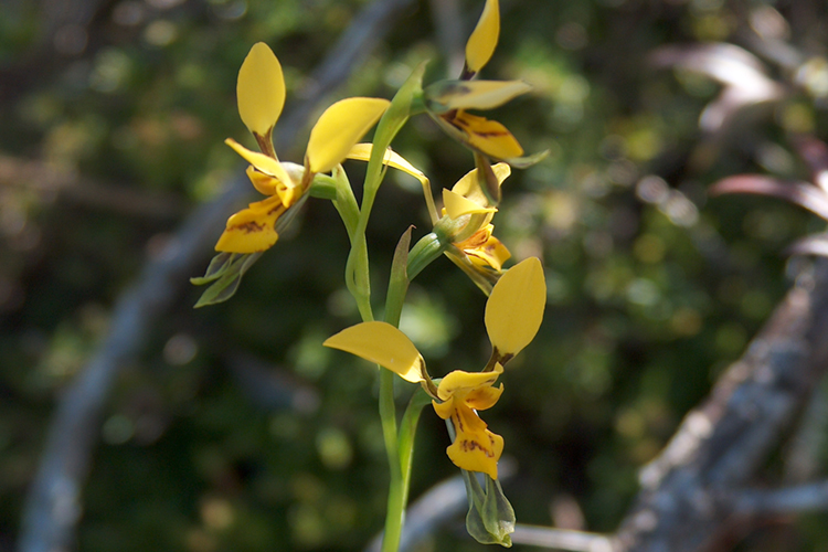 Working together to care for the Byron Bay orchid