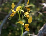 Working together to care for the Byron Bay orchid