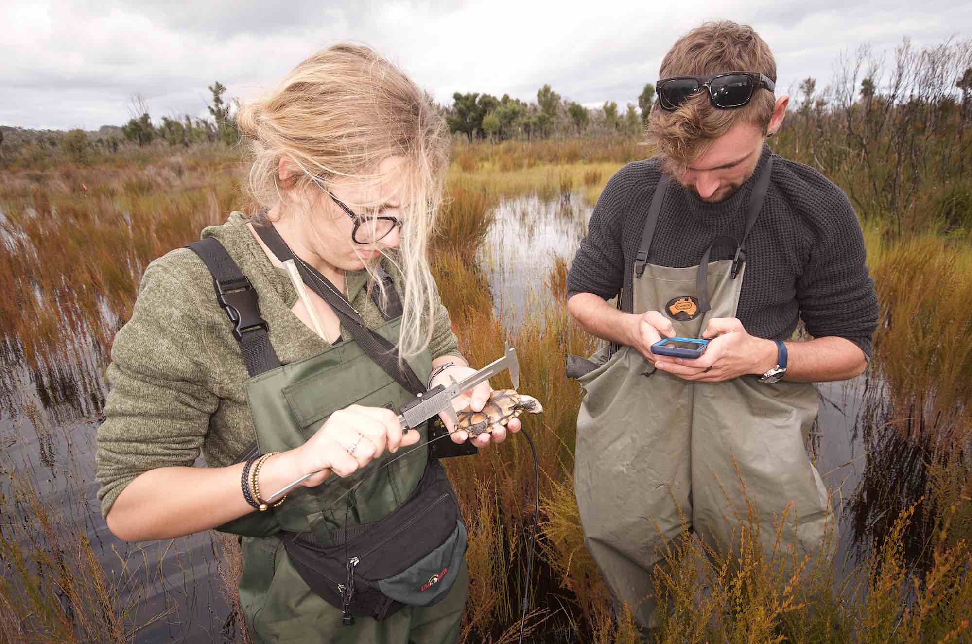 Saving the western swamp tortoise