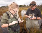 Saving the western swamp tortoise