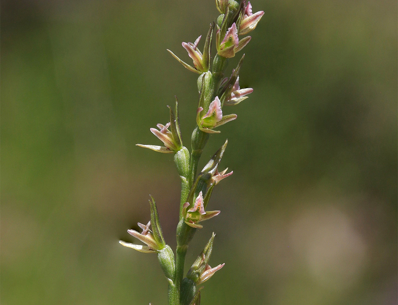 Lax leek-orchid