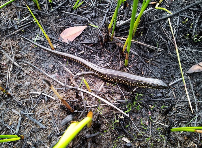 The blue mountains water skink