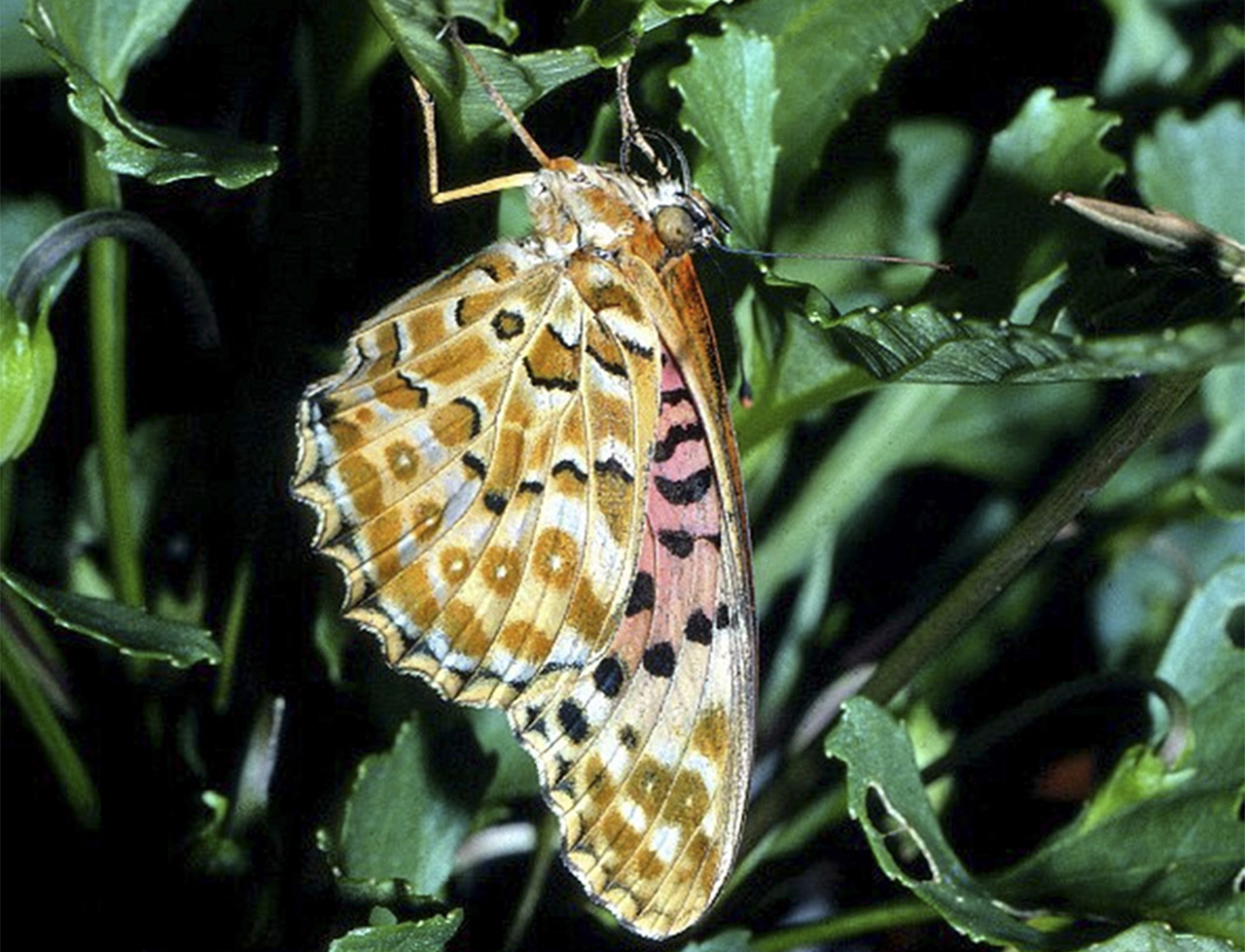 ‘Australian Fritillary’ and ‘Pale Imperial Hairstreak’ top list of butterflies at risk of extinction