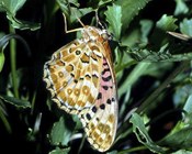 ‘Australian Fritillary’ and ‘Pale Imperial Hairstreak’ top list of butterflies at risk of extinction