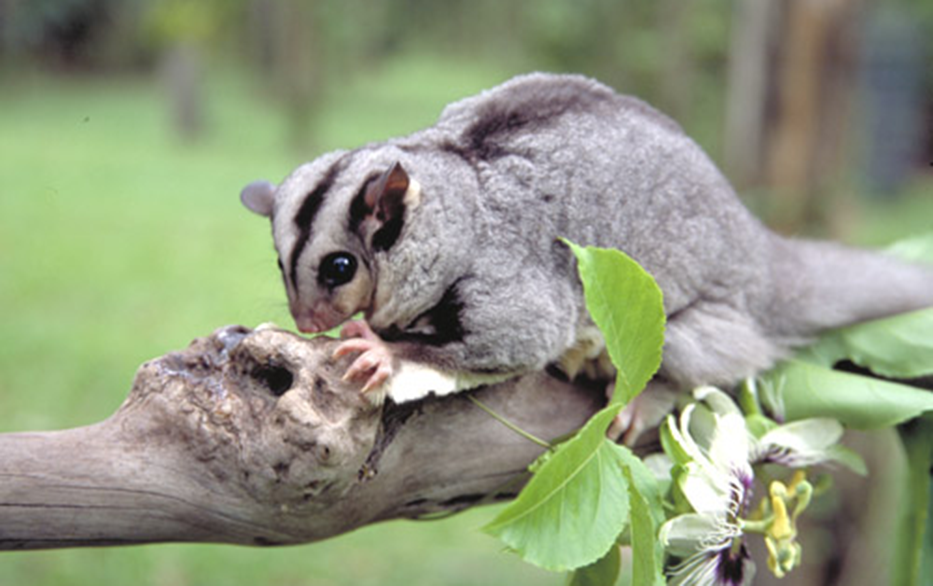 Australia’s possums and gliders