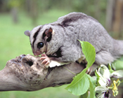 Australia’s possums and gliders