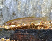 22 Australian freshwater fish at risk of extinction