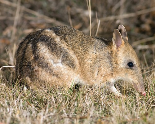 Eastern barred bandicoot