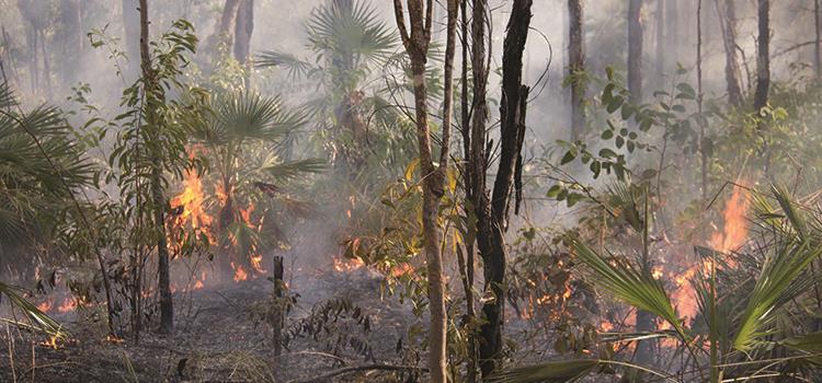 Responses of threatened species to cats and fire management in Kakadu and northern savannas