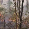 Responses of threatened species to cats and fire management in Kakadu and northern savannas