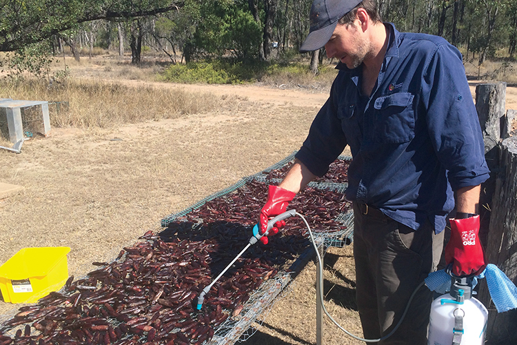 Improving feral cat control - Baiting trials at Taunton National Park