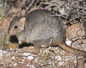 Major declines in threatened mammal populations over last 20 years, but news not all bad