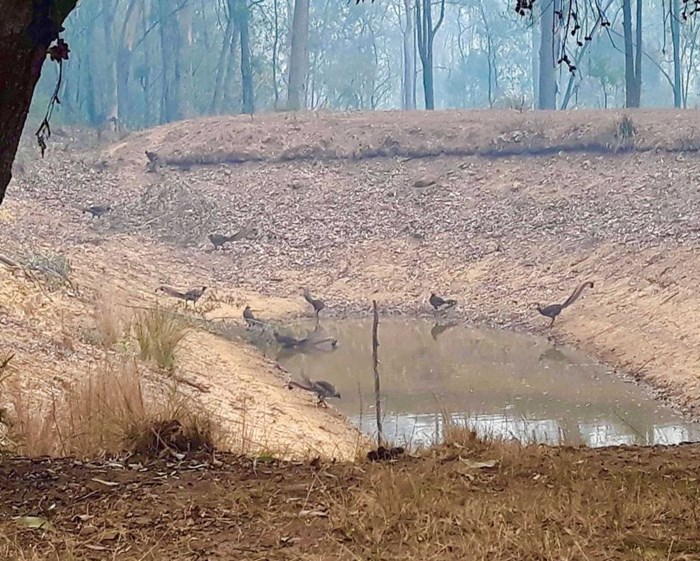 Lyrebirds by dam