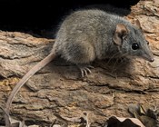 Moving mountains for the antechinus: The importance of food availability and high-elevation habitat
