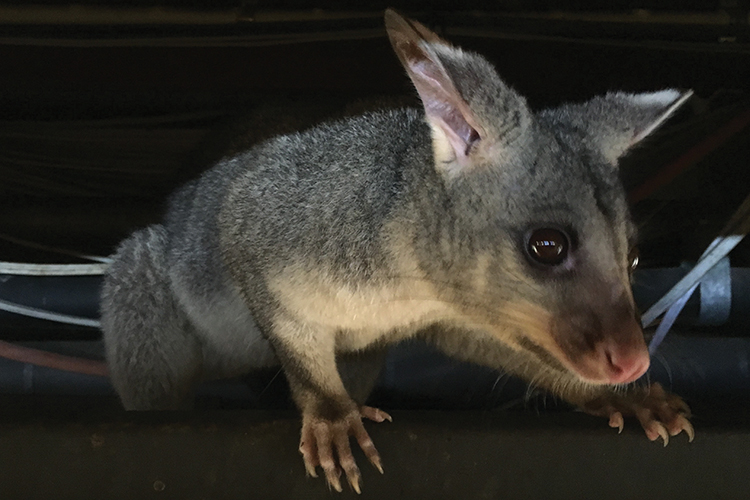 Backyard scientists helping possums and gliders