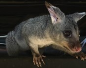 Backyard scientists helping possums and gliders