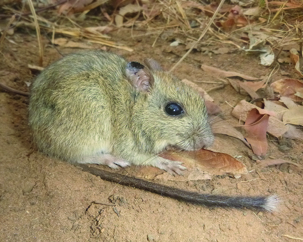 Tiwi Island mammals: Saving the brush-tailed rabbit-rat