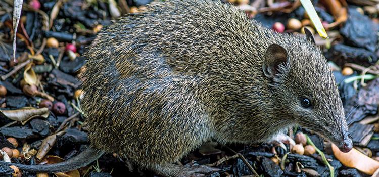 Enhancing ecosystem function by reintroductions of digging mammals