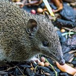 Enhancing ecosystem function by reintroductions of digging mammals