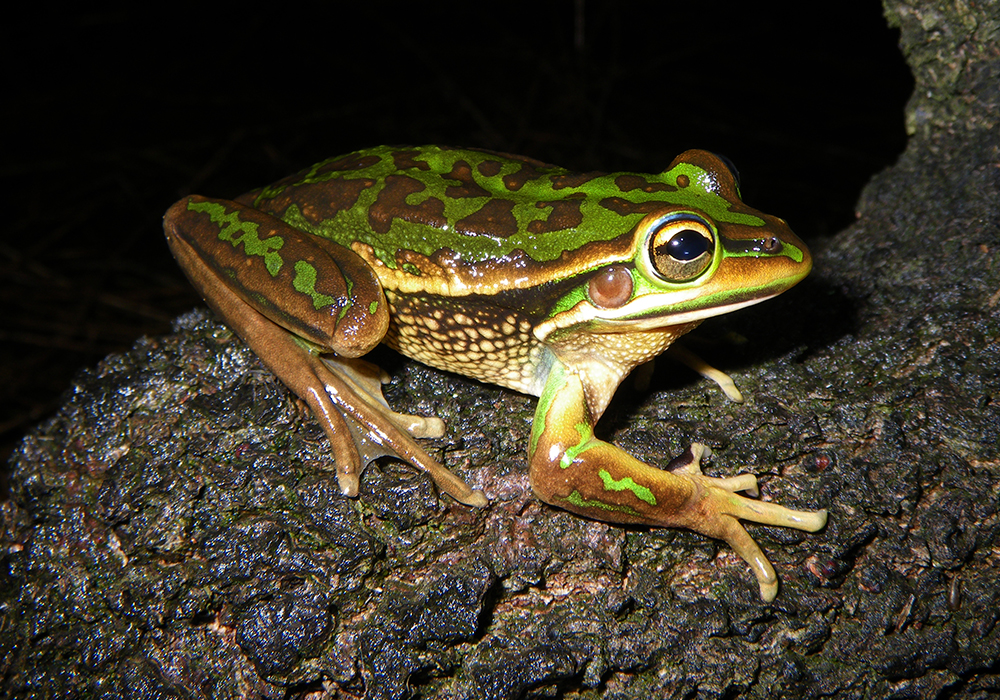 Crisis? What crisis? Our response to the Senate Inquiry into Australia's faunal extinction crisis