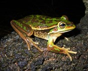 Crisis? What crisis? Our response to the Senate Inquiry into Australia's faunal extinction crisis