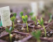 Plant translocation: New guidelines a game changer