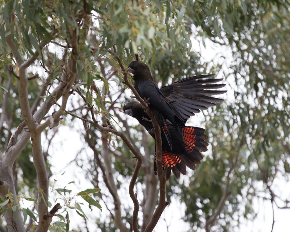 Success for Kangaroo Island’s glossy-black cockatoos
