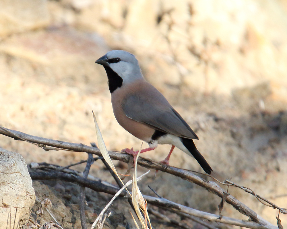 Threatened Species Recovery Hub rejects false media claims