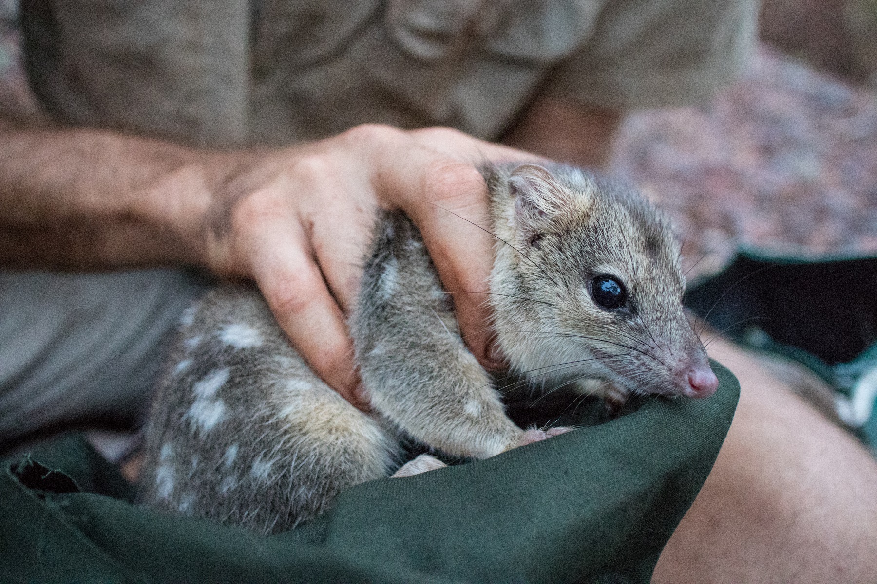 Monitoring for threatened species and ecological communities