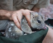 Monitoring for threatened species and ecological communities