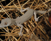 Developing a policy for the unknown