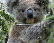 Climate change likely to turn up heat on koalas