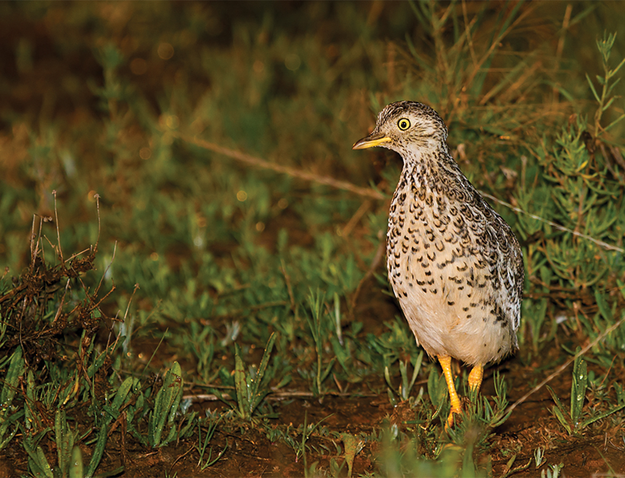 Plains Wanderer