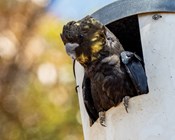 Prioritising action for animal species after the fires