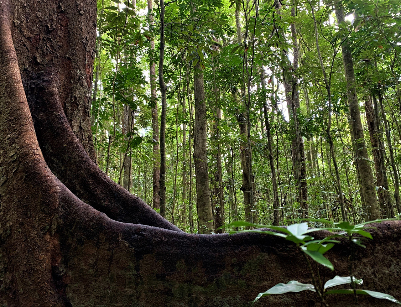 Mabi forest