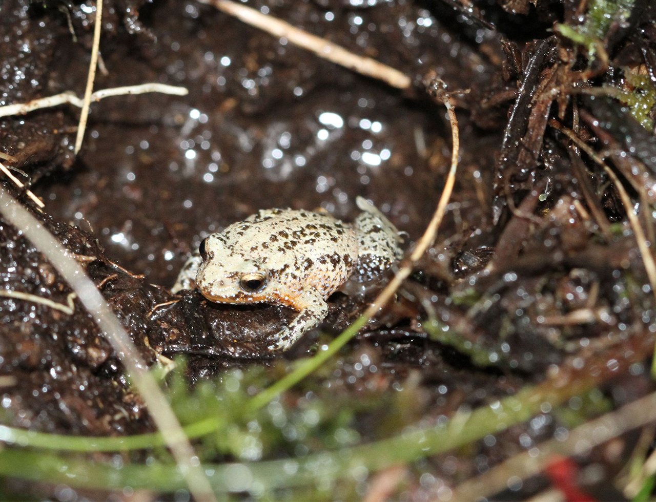 white bellied frog