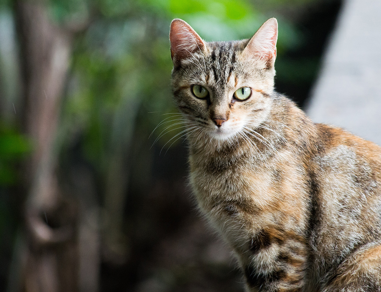 Cat diseases have $6 billion impact on human health in Australia