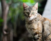Cat diseases have $6 billion impact on human health in Australia