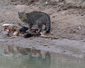 Measuring menace management