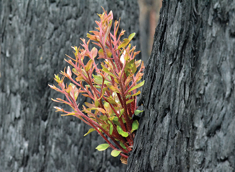 Plants in the ashes: Prioritising Australian flora after the fires