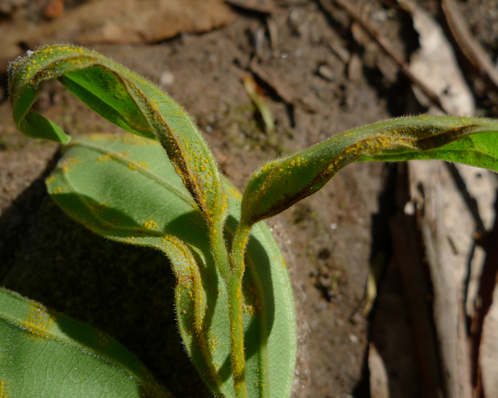 Myrtle rust is here