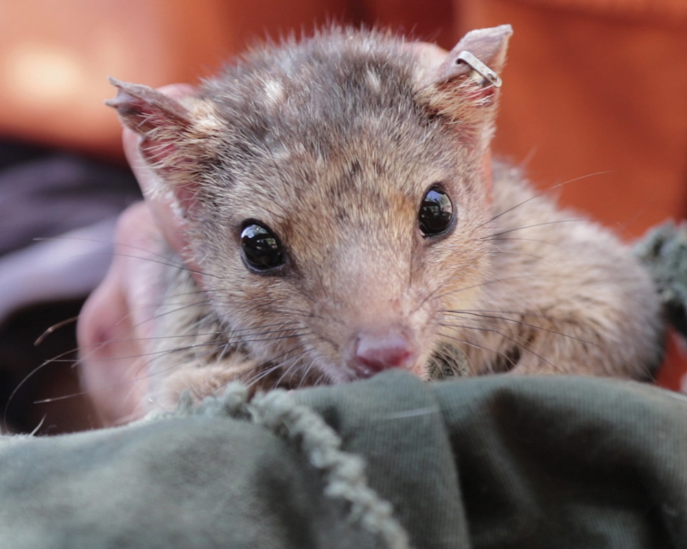 Life of quolls in the Pilbara