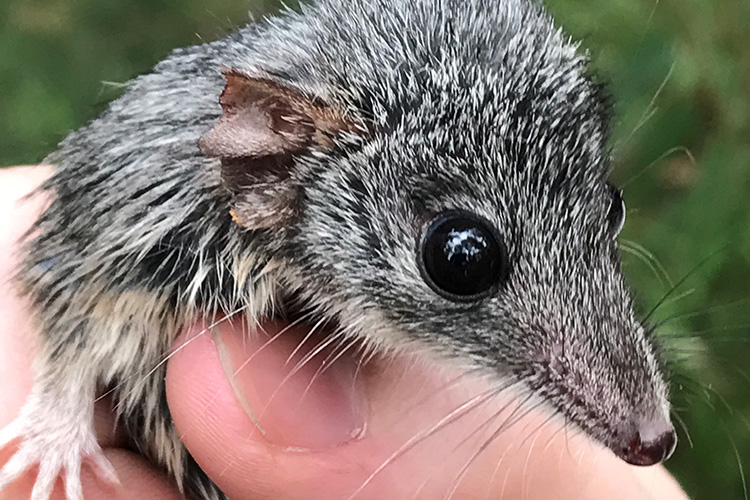 Detection dogs rapidly filling the gaps for rare antechinus species