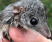 Detection dogs rapidly filling the gaps for rare antechinus species