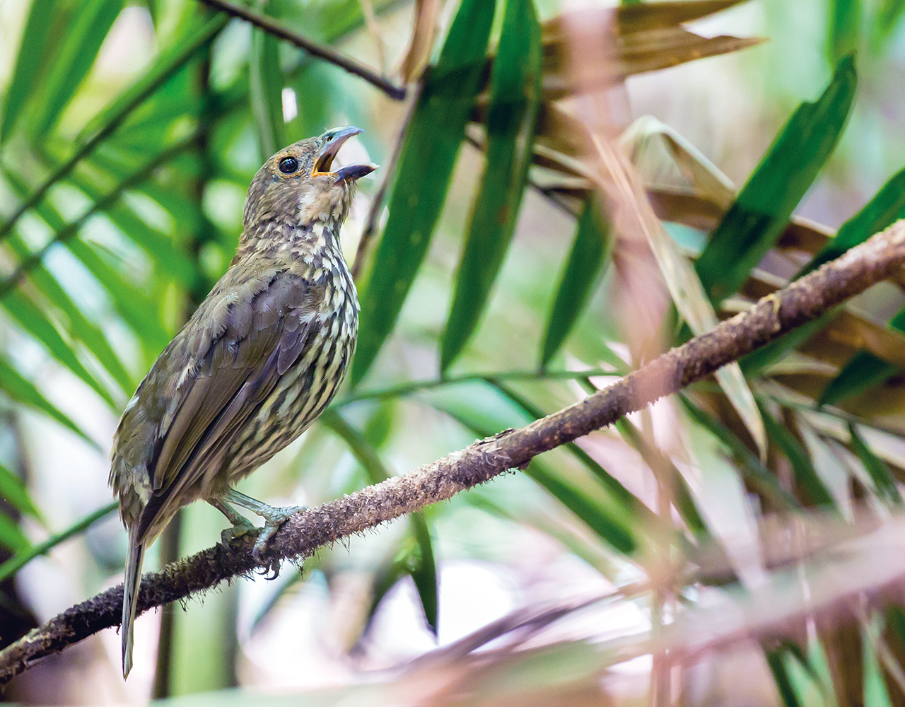 tooth-billed bowerbird