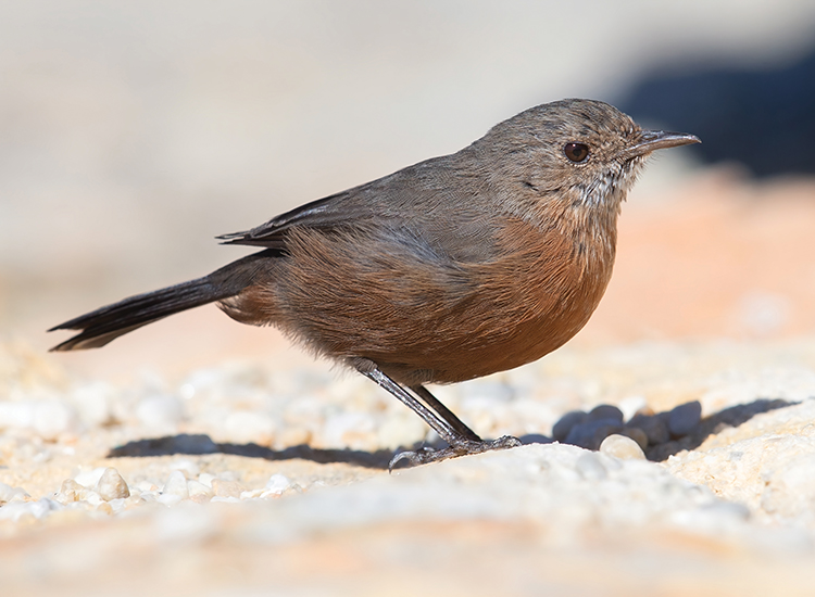 Protecting persistence: Listing species after the fires