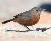 Protecting persistence: Listing species after the fires