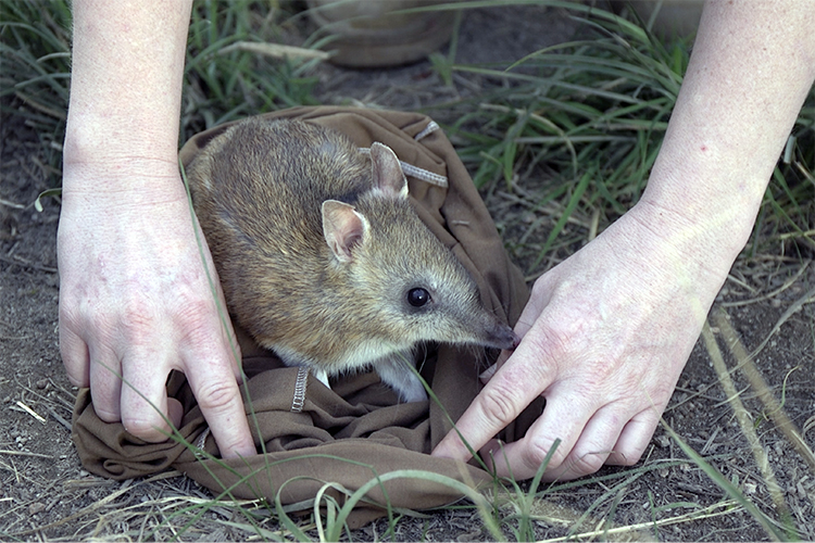Genetic rescue of mountain pygmy possums and eastern barred bandicoots: Understanding the genomic consequences of genetic rescue