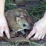 Genetic rescue of mountain pygmy possums and eastern barred bandicoots: Understanding the genomic consequences of genetic rescue