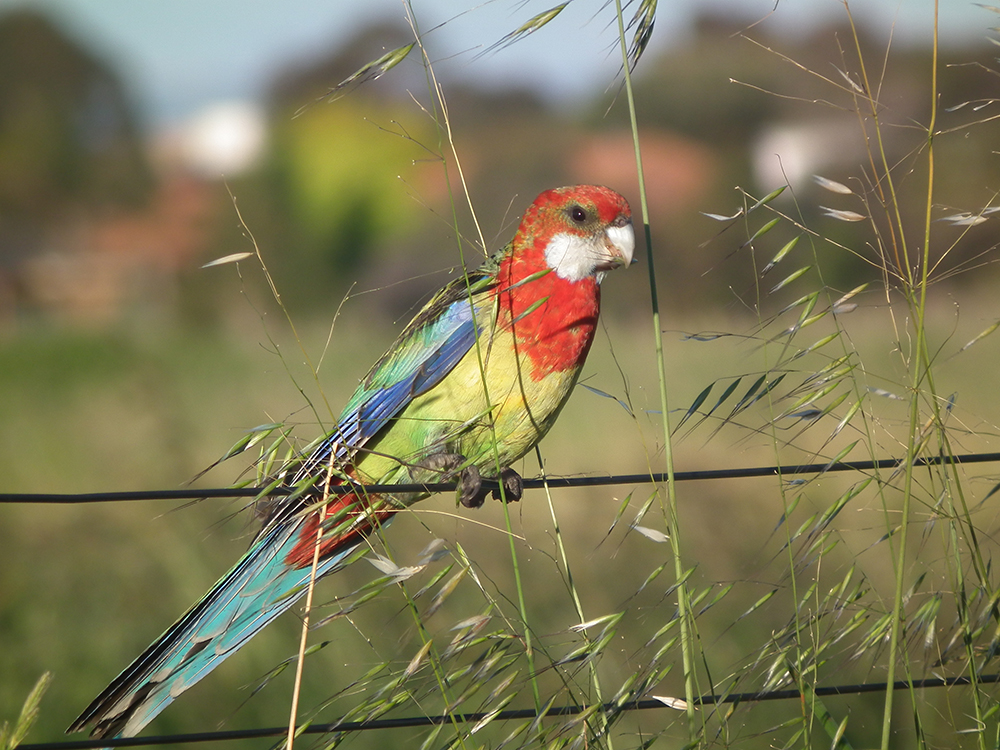 ​Small and isolated habitat patches crucial to species survival